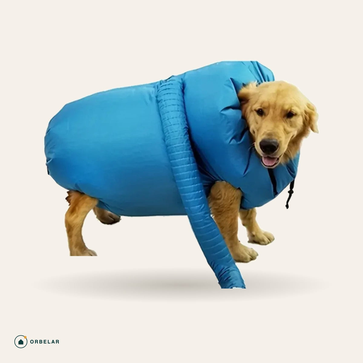 Saco de secagem pet azul vestido em um cachorro golden retriever, com a cabeça para fora