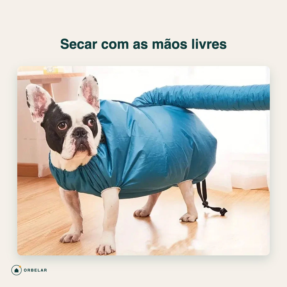 Buldogue francês dentro do saco de secagem pet com a mangueira ligada ao secador